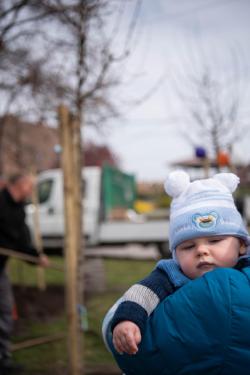 Új fákkal bővült a babaliget.
