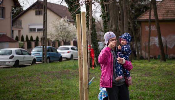 Új fákkal bővült a babaliget.