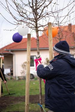 Új fákkal bővült a babaliget.