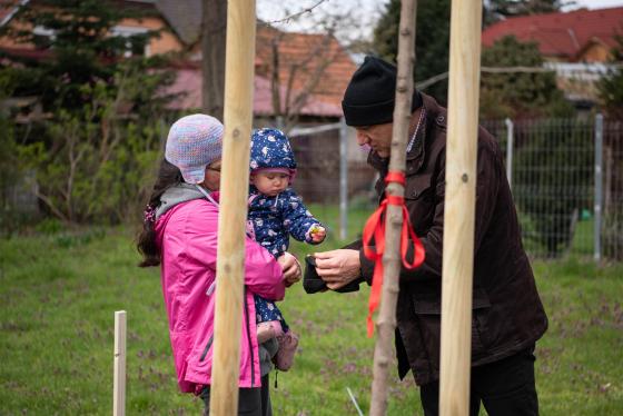 Új fákkal bővült a babaliget.