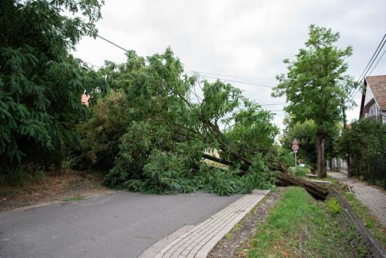 kidőlt fák a kerületben