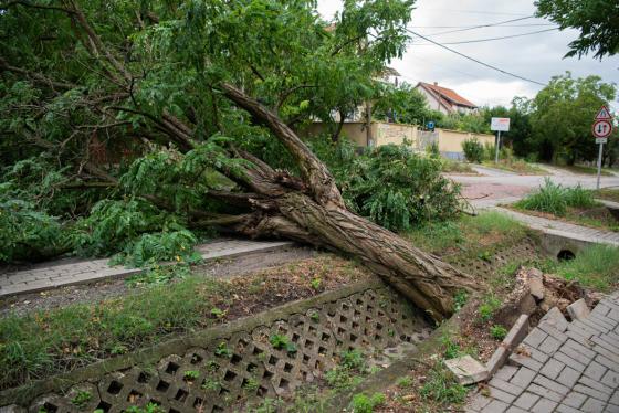 kidőlt fák a kerületben