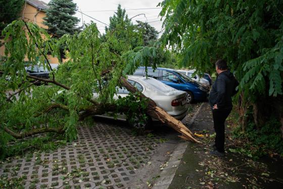 kidőlt fák a kerületben