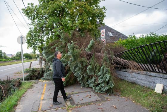 kidőlt fák a kerületben