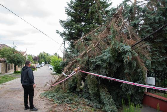 kidőlt fák a kerületben