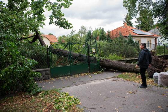 kidőlt fák a kerületben