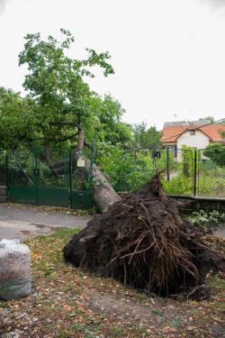 kidőlt fák a kerületben