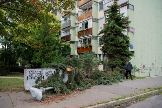 kidőlt fák a kerületben