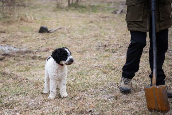 Egyik önkénes kutyája.