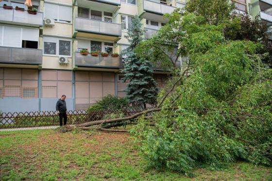 kidőlt fák a kerületben