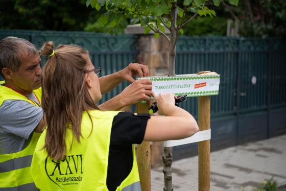 A Kerületgazda munkatársai szalagozzák az újonnan ültetett fákat.