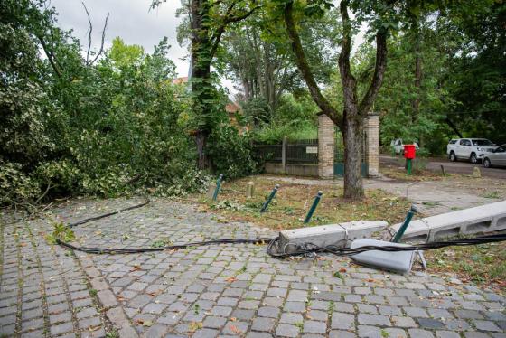 kidőlt fák a kerületben