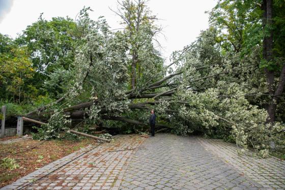 kidőlt fák a kerületben