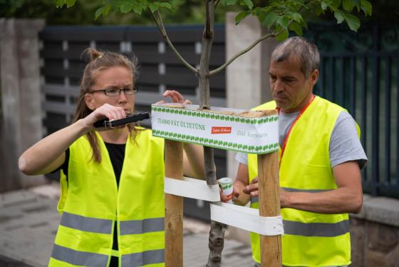 A Kerületgazda munkatársai szalagozzák az újonnan ültetett fákat.