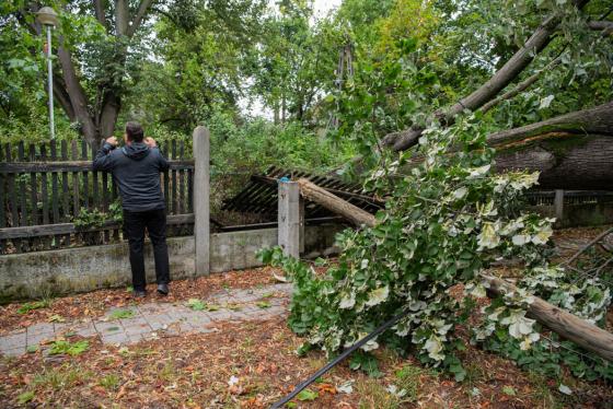 kidőlt fák a kerületben