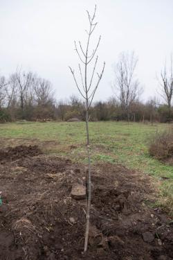 Egy elültetett virágos kőris.