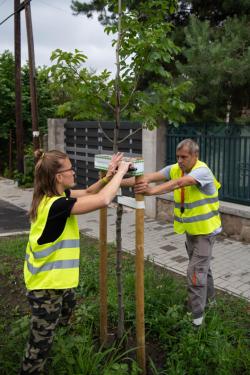 A Kerületgazda munkatársai szalagozzák az újonnan ültetett fákat.