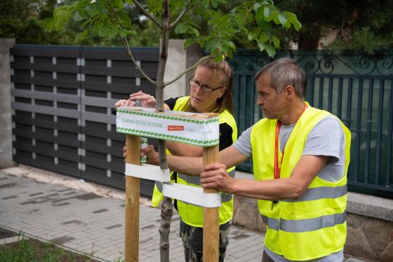 A Kerületgazda munkatársai szalagozzák az újonnan ültetett fákat.