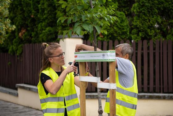 A Kerületgazda munkatársai szalagozzák az újonnan ültetett fákat.