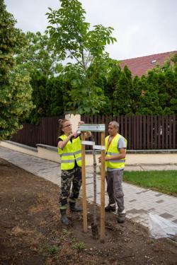 A Kerületgazda munkatársai szalagozzák az újonnan ültetett fákat.