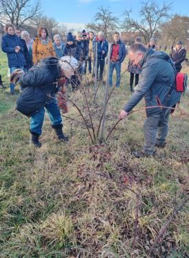 Ádám Attila a XVI. Önkormányzat főkertésze a metszés oktatáson