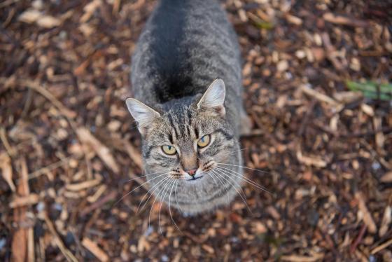 Cica a Tanyaudvaron.