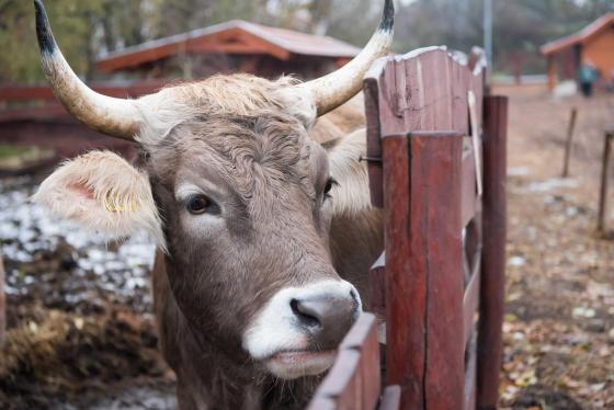 Szürkemarha a Tanyaudvaron.