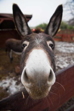 Öszvér a Tanyaudvaron.