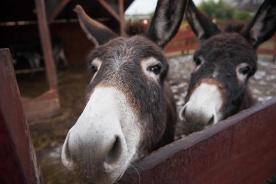 Öszvérek a Tanyaudvaron.