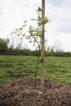 Önkéntesek segítették a fatelepítést az arborétumnál.