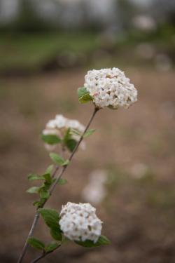Önkéntesek segítették a fatelepítést az arborétumnál.