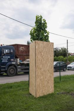 OSB-lapokkal védik a frissen elültetett fákat.