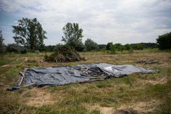 A tuskók és a tövek fekete fóliával való letakarása pedig a sarjak meggyengülését, jobb esetben pusztulását eredményezi.