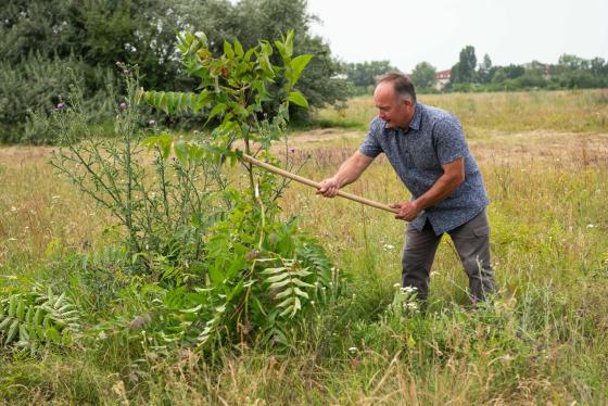 Ádám Attila főkertész sarlózza az invazív cserjéket.