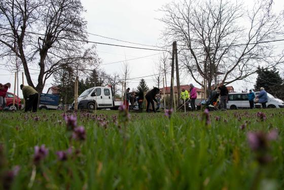 Új fákkal bővült a babaliget.