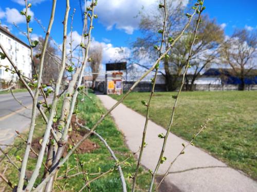 Megkezdődtek az idei tavaszi faültetések!