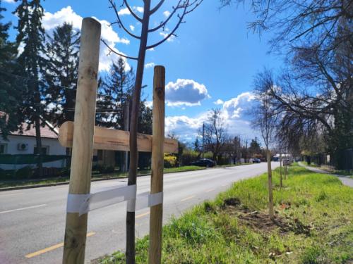 Megkezdődtek az idei tavaszi faültetések!