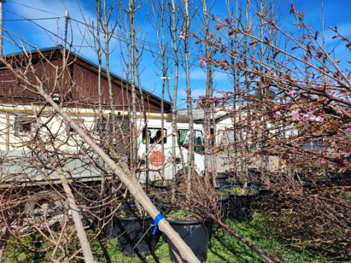 Megkezdődtek az idei tavaszi faültetések!