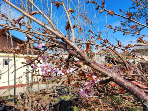 Megkezdődtek az idei tavaszi faültetések!