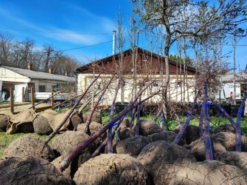 Megkezdődtek az idei tavaszi faültetések!