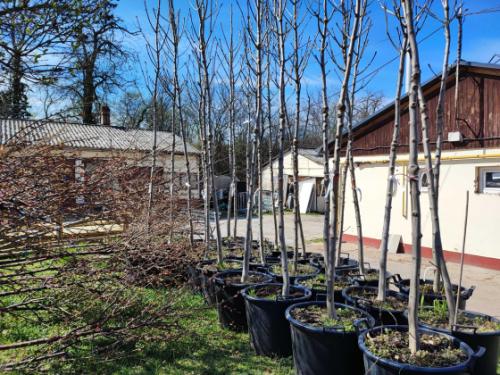 Megkezdődtek az idei tavaszi faültetések!