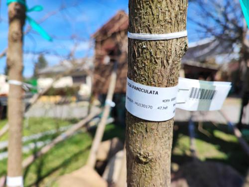 Megkezdődtek az idei tavaszi faültetések!