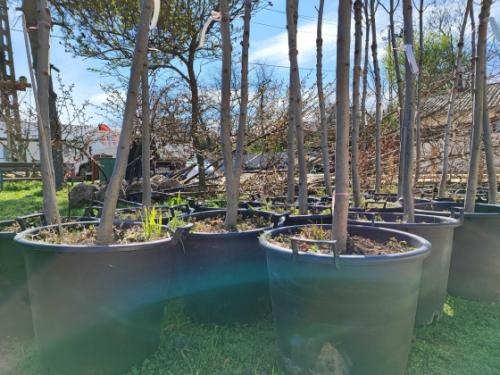 Megkezdődtek az idei tavaszi faültetések!