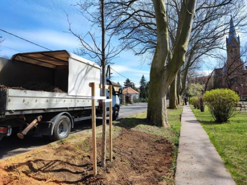 Megkezdődtek az idei tavaszi faültetések!