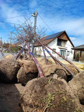 Megkezdődtek az idei tavaszi faültetések!