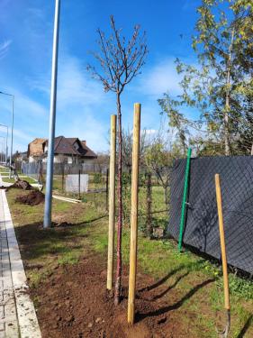 Megkezdődtek az idei tavaszi faültetések!