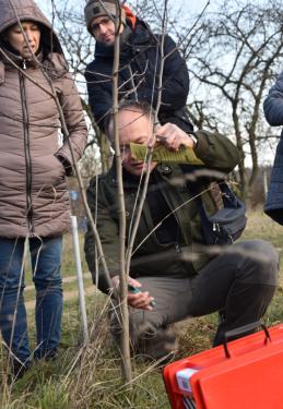 Ádám Attila István főkertész mutatja a metszőolló helyes használatát.
