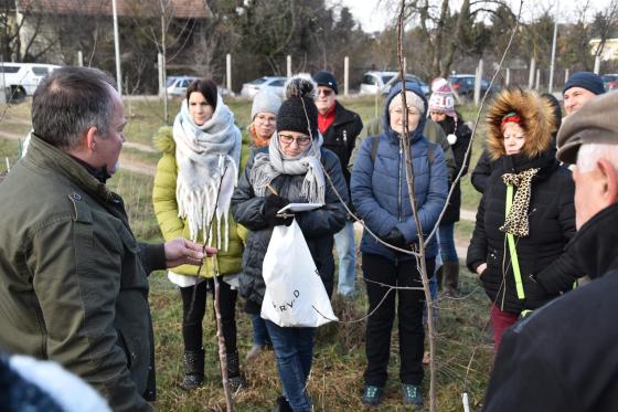 Ádám Attila István főkertész magyarázza a metszés alapjait a megjelenteknek.