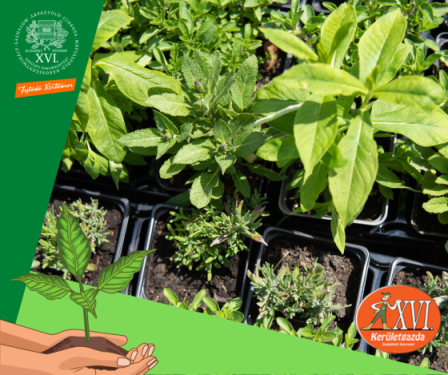 Már osztják a &quot;tavaszi virágültetési csomagokat&quot;.