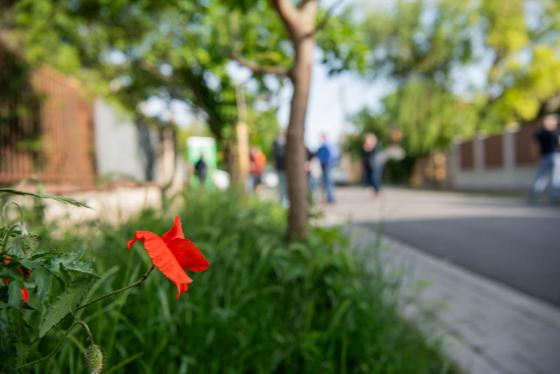 A megszépült a Tordai utca részlete, előtérben egy pipacs.
